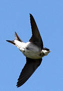 Western House Martin