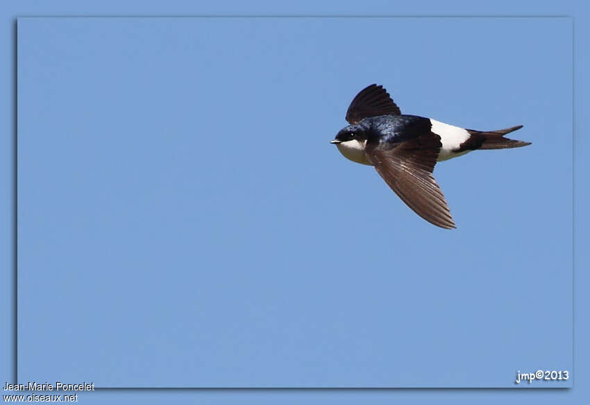 Common House Martinadult, Flight