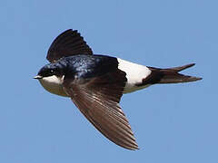 Western House Martin