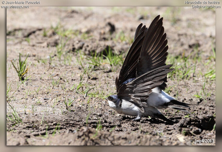 Common House Martin