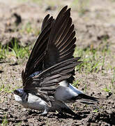 Western House Martin