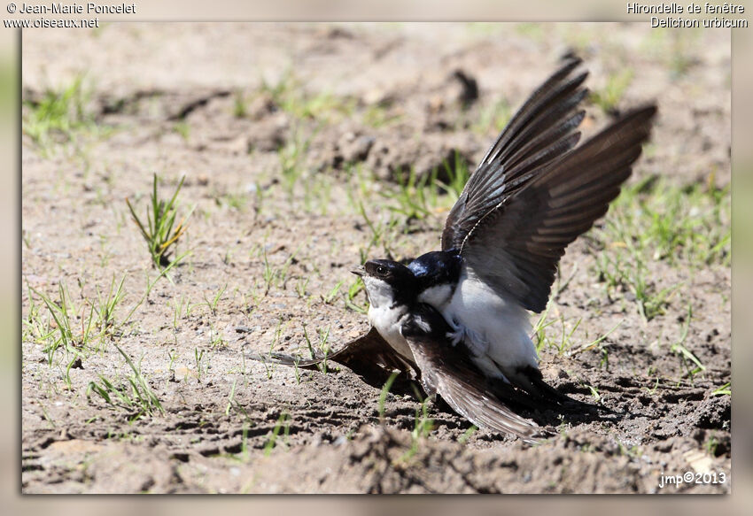 Western House Martin