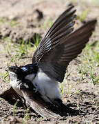 Western House Martin