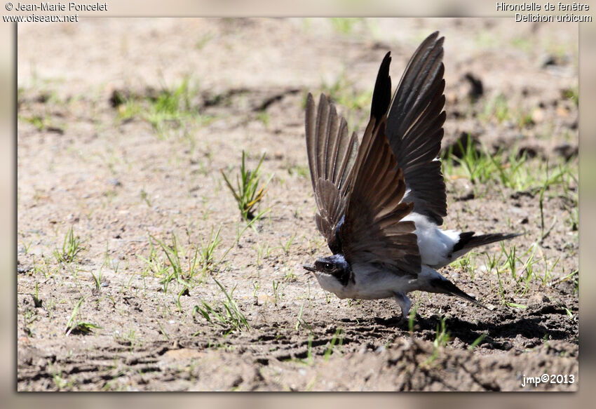 Common House Martin