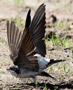 Western House Martin