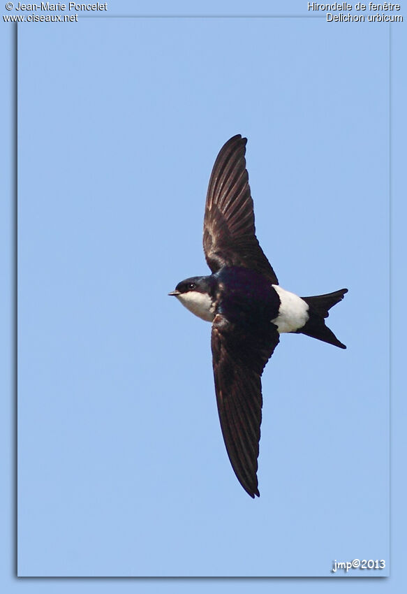 Common House Martin