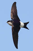 Western House Martin