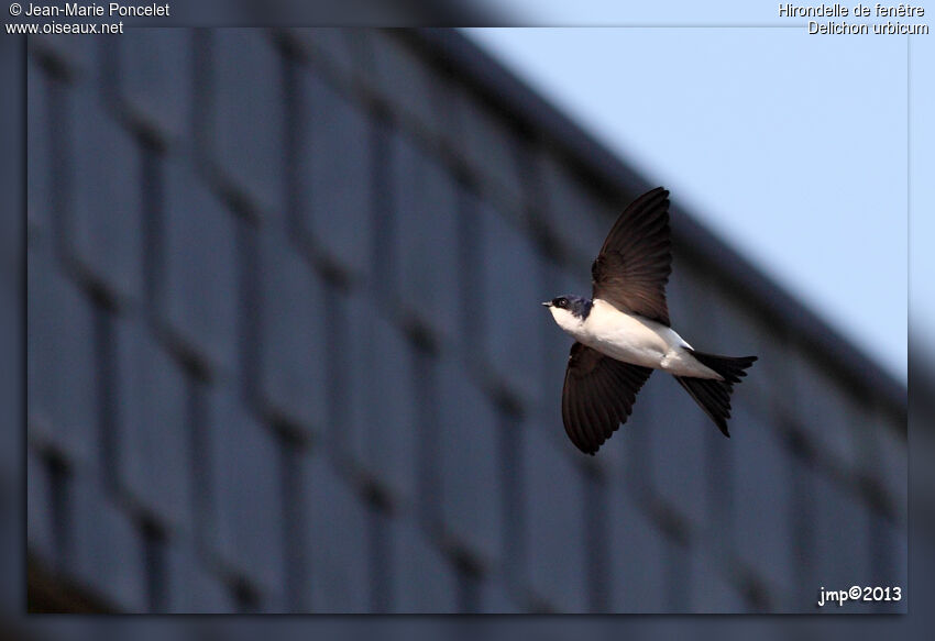 Western House Martin