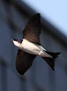 Western House Martin