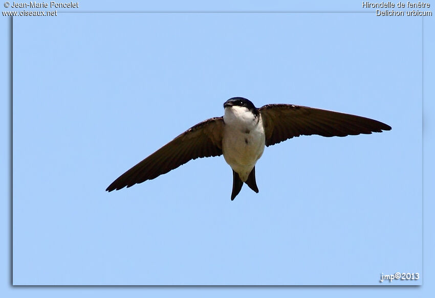 Common House Martin