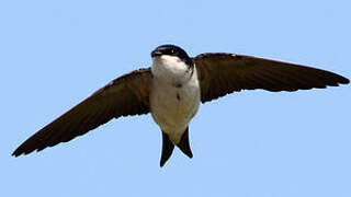 Common House Martin