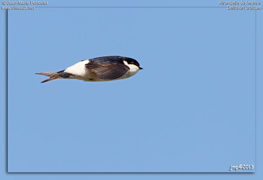 Western House Martin