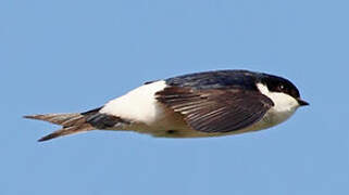 Common House Martin