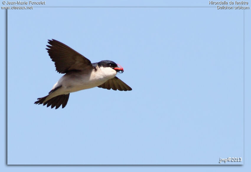 Common House Martin