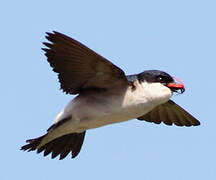 Common House Martin