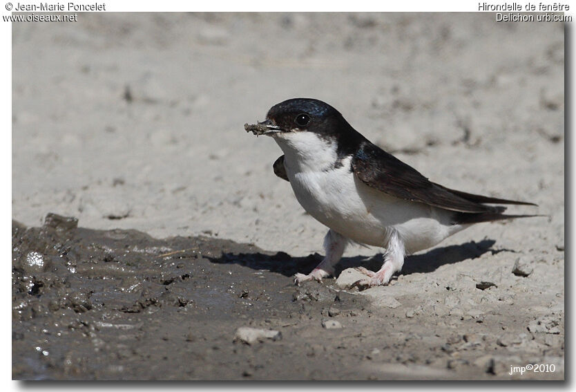 Western House Martin