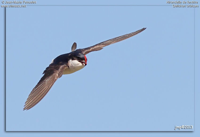 Western House Martin