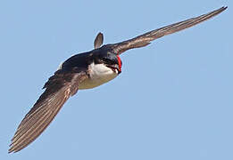 Western House Martin