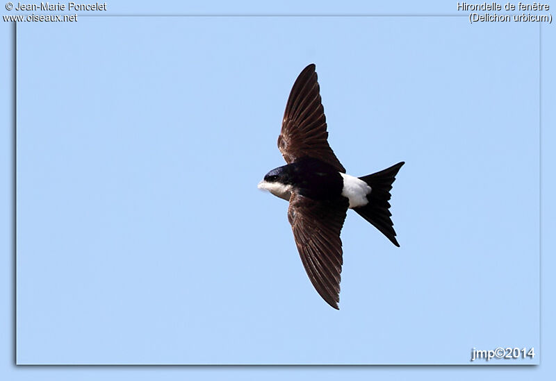 Western House Martin