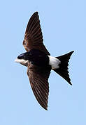 Western House Martin