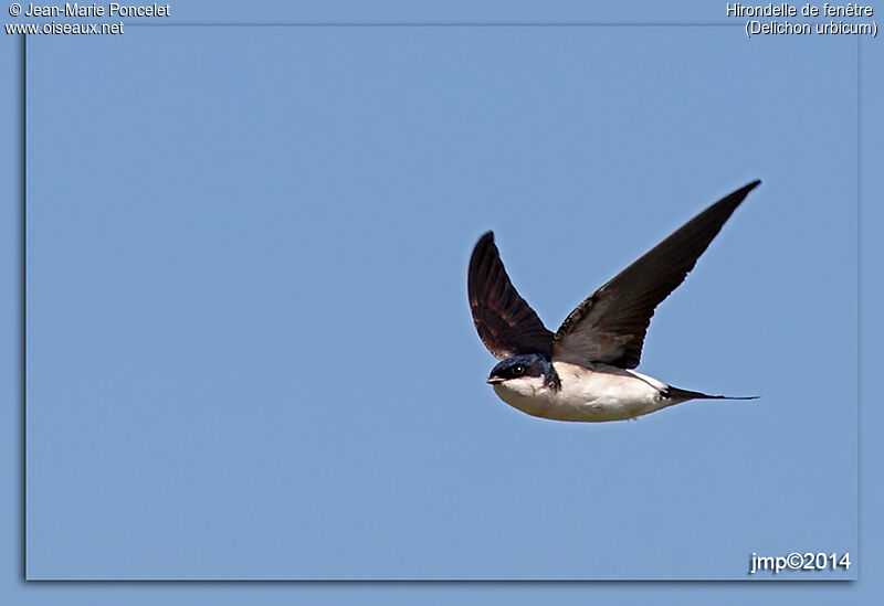 Common House Martin