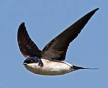 Western House Martin