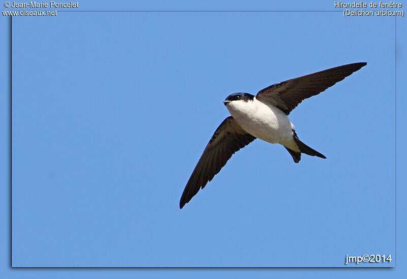 Western House Martin