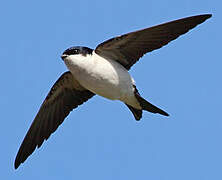 Western House Martin