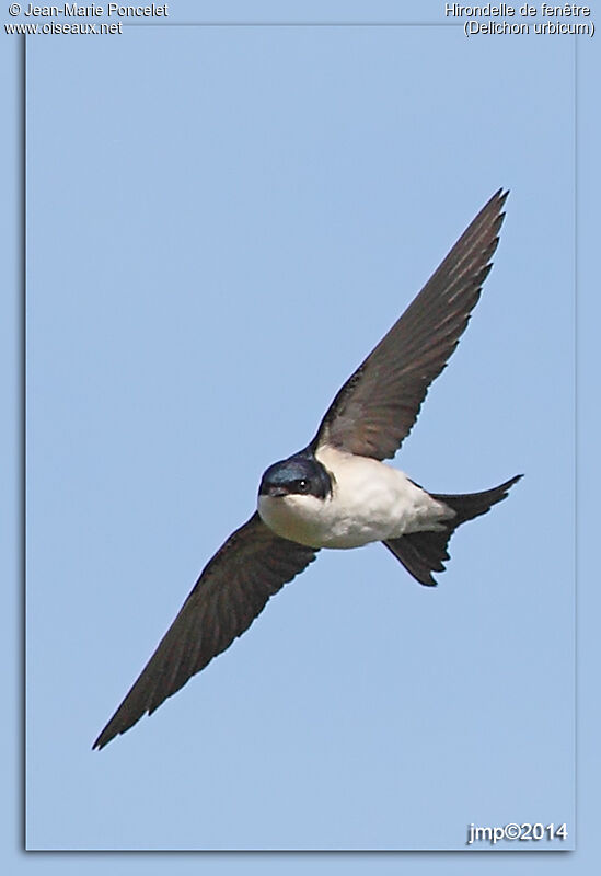 Western House Martin