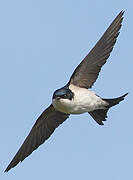 Western House Martin