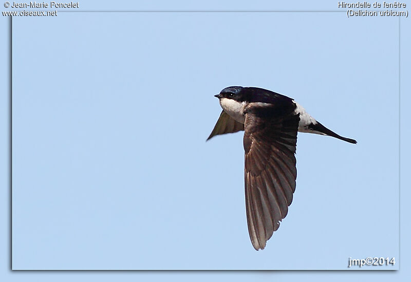 Western House Martin