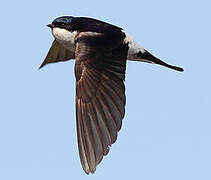 Common House Martin