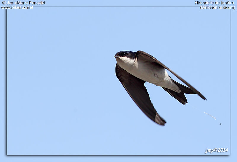 Western House Martin