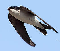 Common House Martin