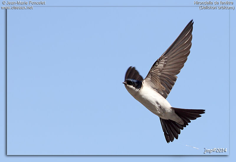 Common House Martin