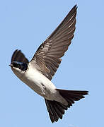 Western House Martin