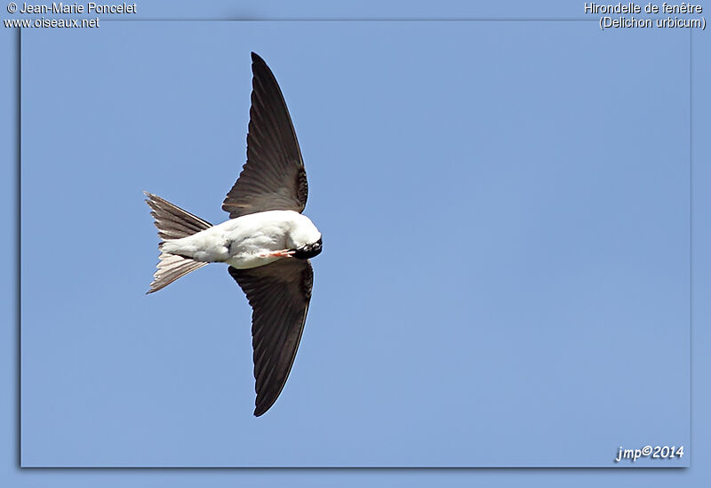 Western House Martin