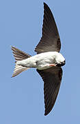 Western House Martin