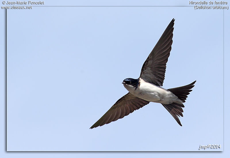 Common House Martin