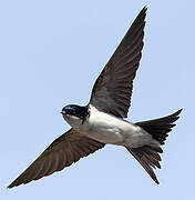 Common House Martin