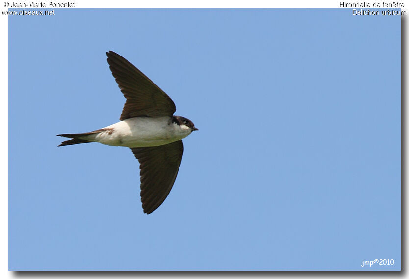 Western House Martin