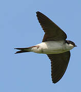 Common House Martin