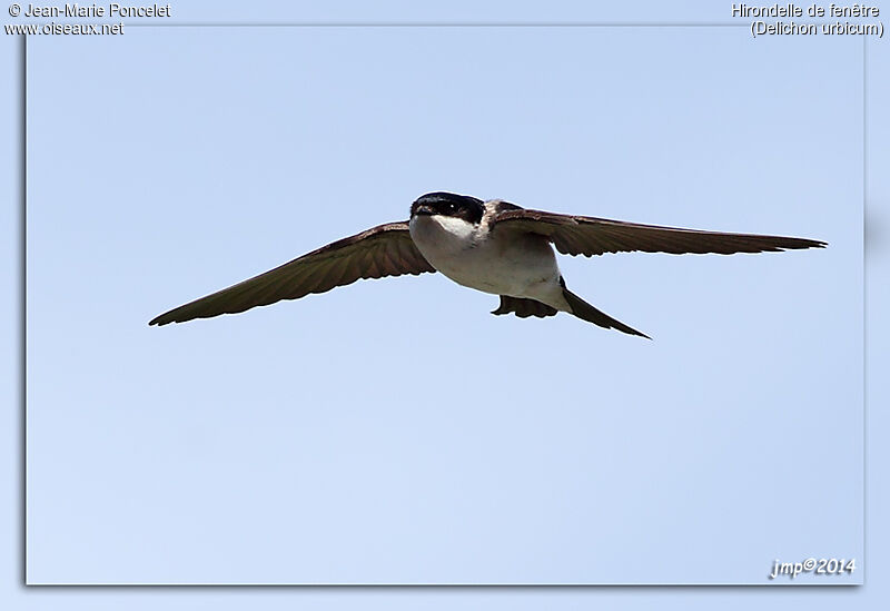 Western House Martin