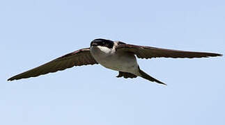 Western House Martin