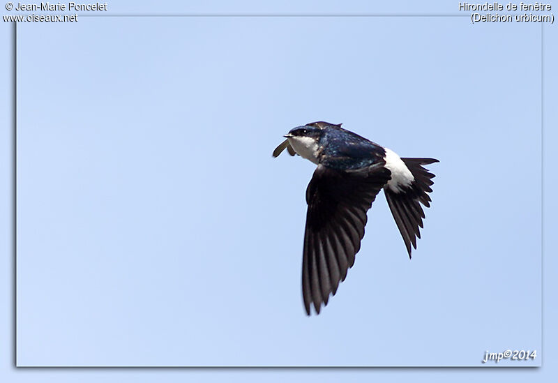 Western House Martin