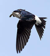 Western House Martin