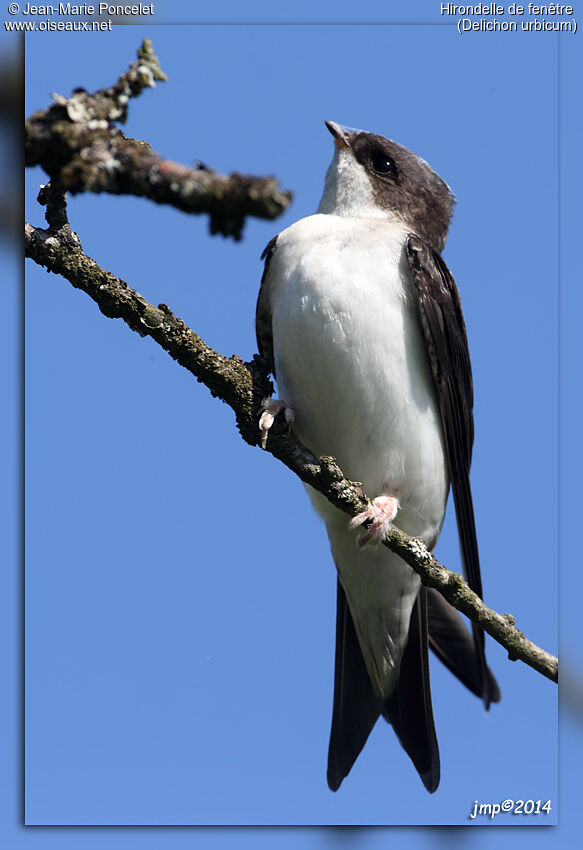 Common House Martin