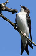 Western House Martin