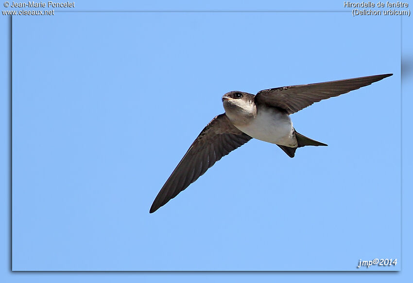 Western House Martin