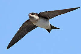 Common House Martin